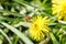 Hairy bee-fly pollinates dandelion