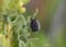 Hairy beetle, Epicometis hirta on mullein plant