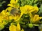 Hairy beetle (Epicometis hirta) on an oil seed rape inflorescene.