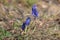 Hairy Beetle on Grape hyacinth