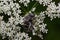 Hairy beetle is sitting on small white flowers. Animals in wildlife.