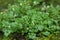 Hairy bittercress Cardamine hirsuta plant