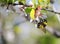 Hairy black bumblebee collects nectar from cherry blossoms in sp