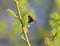 Hairy black bumblebee collects nectar from the fresh buds in the