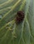 hairy black caterpillar on green leaf Arctia villica