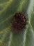 hairy black caterpillar on green leaf Arctia villica