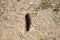 Hairy black caterpillar on sandy ground in the sun