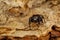 Hairy, black jumping spider sits on a brown birch bark