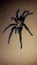 Hairy Black Tarantula Spider with Brown Body