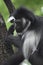 Hairy Black and White Colobus Monkey Sitting in a tree