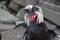 Hairy black and white rooster on grey background