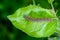 Hairy blue caterpillar of malacosoma neustria sits on an apple tree sheet