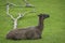 Hairy brown Alpaca