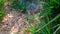 A hairy brown caterpillar crawling in the grass