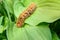 Hairy brown large caterpillar Oak egga, Lasiocampa quercus on green leaf