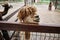 The hairy brown muzzle of a funny alpaca standing behind a fence