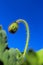 the hairy bud of Iceland poppy, Papaver nudicaule