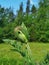 Hairy buds of a perennial ornamental poppy Papaver against a blue sky