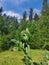 Hairy buds of a perennial ornamental poppy Papaver against a blue sky