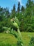 Hairy buds of a perennial ornamental poppy Papaver against a blue sky