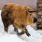 hairy bull Sichuan takin quickly runs through the snow - a powerful animal