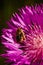 hairy bumblebee hides in a rose cornflower