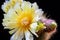 Hairy cactus in full bloom and bud, Notocactus Leninghausii