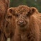 Hairy calf of highland cattle