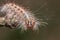 Hairy caterpillar