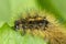 Hairy caterpillar