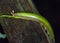 Hairy caterpillar of borneo, Gunung Mulu, januar 2019