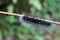 Hairy caterpillar on the branch