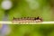 Hairy caterpillar of butterfly silkworm