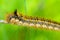 Hairy caterpillar of butterfly silkworm