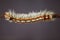 Hairy Caterpillar of the Cape Lappet Moth 13132