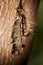 Hairy Caterpillar of the Cape Lappet Moth 13149