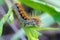 Hairy caterpillar of malacosoma castrense crawling a branch of grass