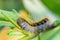 Hairy caterpillar of malacosoma castrense crawling a branch of grass