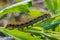 Hairy caterpillar of malacosoma castrense crawling a branch of grass