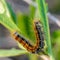 Hairy caterpillar of malacosoma castrense crawling a branch of grass