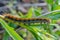 Hairy caterpillar of malacosoma castrense crawling a branch of grass