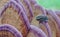 Hairy caterpillar on purple edged mushroom.