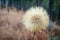 The Hairy Cats Ear or Flatweed Seed Head