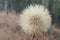 The Hairy Cats Ear or Flatweed Seed Head