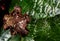 Hairy Chafer scarab on the seed pot of Congo fig