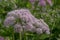 Hairy chervil Chaerophyllum hirsutum Roseum, pink flowers