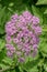 Hairy chervil Chaerophyllum hirsutum Roseum, an umbel of pink flowers