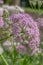 Hairy chervil Chaerophyllum hirsutum Roseum, umbel of pink flowers in the sun