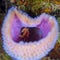 Hairy Clinging Crab, Mithrax pilosus. CuraÃ§ao, Lesser Antilles, Caribbean