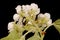 Hairy Cockspurthorn (Crataegus submollis). Inflorescence Closeup